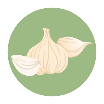 Garlic, isolated illustration icon. Whole garlic bulb. Farm market product, vegetable, spices. vector