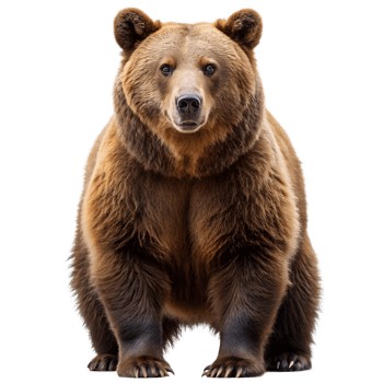 Bear full body shot isolated on transparent background png