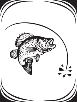 Artwork of crappie fish vector
