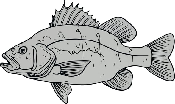 Artwork of perch fish vector
