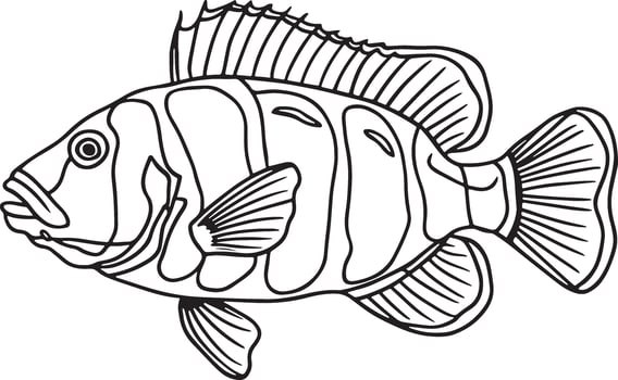 Artwork of napoleon wrasse vector