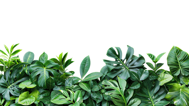 Tropical green leaves plants bush monstera, palm, fern, pine, floral arrangement isolated on transparent background png