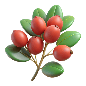Cartoon barberry berries illustration isolated on the transparent background png