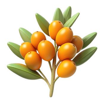 Cartoon sea buckthorn berries illustration isolated on the transparent background png