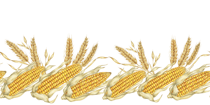 Corn seamless border clipart features detailed watercolor illustrations of golden corn cobs and wheat, for adding a touch of rustic charm to design projects, packaging, invitations, or seasonal decor png