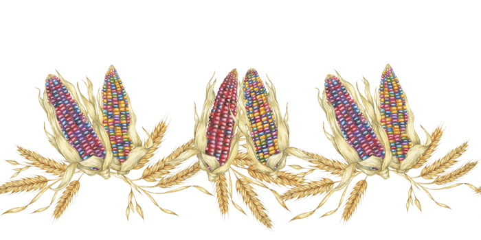 Corn seamless border clipart presents vibrant watercolor corn cobs in a seamless border, for adding an agricultural touch to your designs. Ideal for use in product packaging, flyers, and home decor png