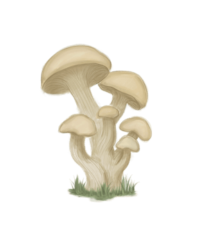 Fungus mushroom patch digital illustration png