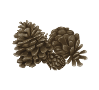 Bundle of brown pine cones watercolor illustration png
