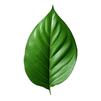 3d green leaf isolated on transparent background png