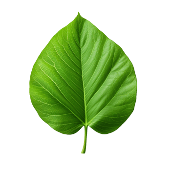 3d green leaf isolated on transparent background png