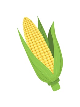 Ripe yellow corn with green leaves isolated on transparent background. illustration vector