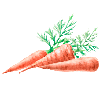 Set of carrots and leaves in watercolor. Hand drawn harvest themed illustration for agricultural fairs, harvest shows, greengrocers, cookbooks. Illustration isolated from background. png