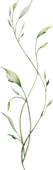 Watercolor botanical leaves branch png