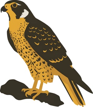 Peregrine on a white background vector