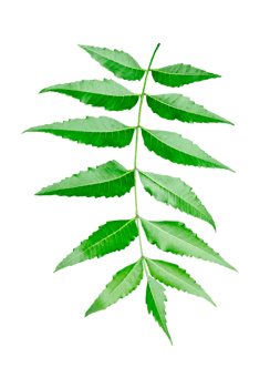 a green medical leaf on a transparent background, green neem leaves plant photography , green leaf on transparent background png