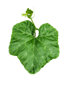 a green pumpkin leaf on a transparent background, a leaf with a leaf of pumpkin closeup photography, png