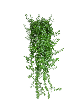 green ivy plant on a wall transparent background, green plants hanging from a tree on a background, a branch of a plant heart shaped leaf, png