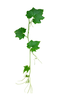 a green plant with gourd leaves, a green leaf and tip of pumpkin is shown on a transparent background, a plant with leaves on a transparent background png