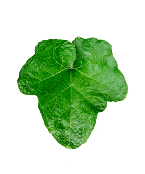 a green pumpkin leaf on a transparent background, a leaf with a leaf of pumpkin closeup photography, png