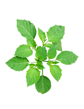 a green plant with leaves on it, a plant with leaves on a transparent background, green leaves mockup on a white background, png