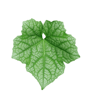green pumpkin leaf on a transparent background, a leaf with a leaf of pumpkin closeup photography, png