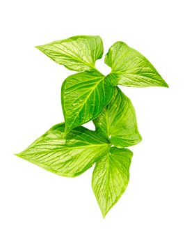 green raw leaves set on a transparent background, a large green monstsara leaf on a transparent background, a plant with green leaves in a garden, png