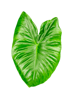 green raw leaves set on a transparent background, a large green monstsara leaf on a transparent background, a plant with green leaves in a garden, png