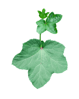 a green plant of Lady's fingers with leaves, a green plant with leaves png