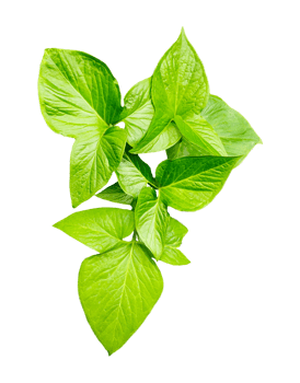 green raw leaves set on a transparent background, a large green monstsara leaf on a transparent background, a plant with green leaves in a garden, png