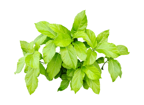 a green plant with leaves on it, a plant with leaves on a transparent background, green leaves mockup on a white background, png