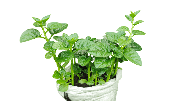 a plant of vegetables close up photography in a pot on a transparent background png