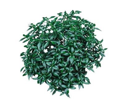 a green plant with green leaves that says geranium, a green plant on a transparent background, png