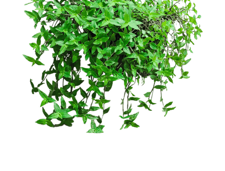 green ivy plant on a wall transparent background, green plants hanging from a tree on a background, a branch of a plant heart shaped leaf, png