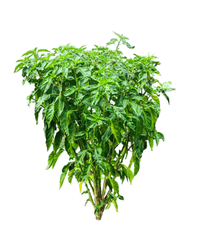 a plant of green chili with green leaves on a transparent background, green chili tree leaves isolated on white, green leaves frame png