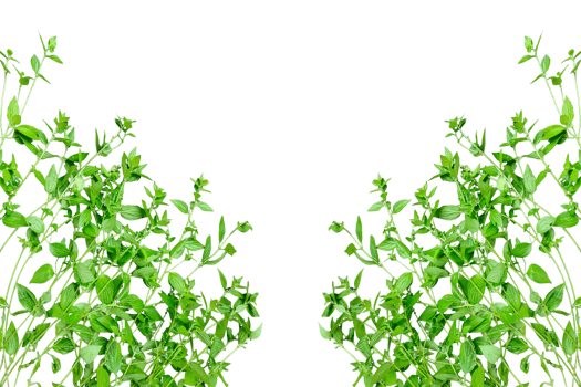 green plants mockup on a transparent background, green plant with green leaves on a transparent background png