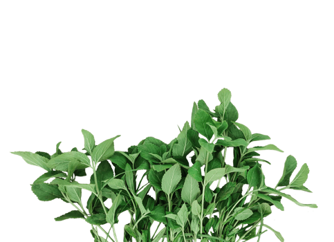 a plant with leaves on a transparent background, green leaves mockup on a white background, png