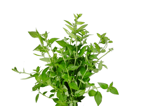 a plant with leaves on a transparent background, green leaves mockup on a white background, png