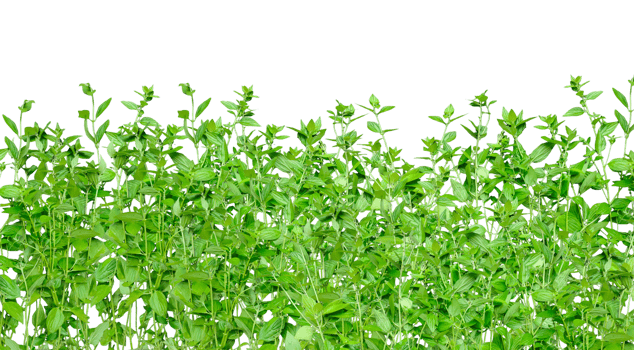 green ivy plant on a wall transparent background, green plants hanging from a tree on a background, a branch of a plant heart shaped leaf, png