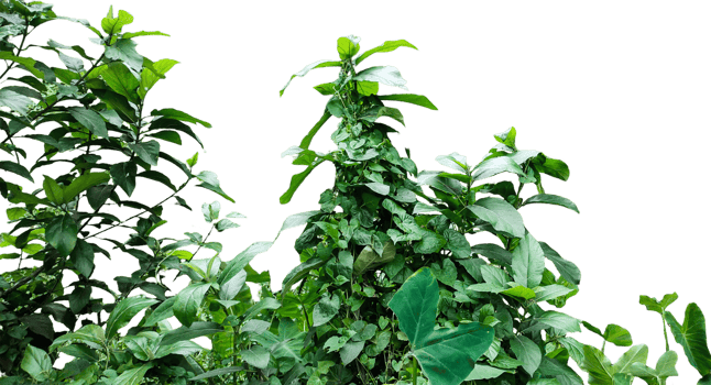 a plant with green leaves and leaves on a transparent background, a group of green plants, png