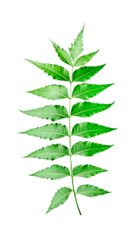 a green medical leaf on a transparent background, green neem leaves plant photography , green leaf on transparent background png