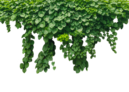 green ivy plant on a wall transparent background, green plants hanging from a tree on a background, a branch of a plant heart shaped leaf, png