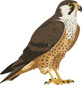 Peregrine on a white background vector