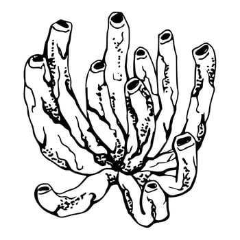 Coral sponge polyp Marine life, sea ocean underwater creatures shells, Ink and pen sketch hand drawn. Single object illustration, stylized, isolated on white. Zoo shop, aquarium, cosmetics, resort vector