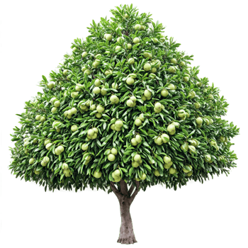 Macadamia Tree dark green leathery leaves and round green fruits Macadamia integrifolia Final image png
