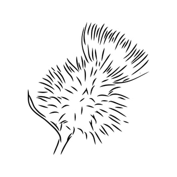 milk thistle flower sketch vector