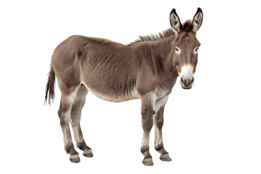 Brown Donkey Isolated png