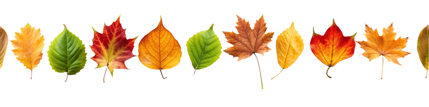 Border frame of fallen yellow and orange leaves isolated on a transparent background top view. Minimal autumn season concept. Flat layout. Set of autumn leaves cut , nature. Bright autumn leaves png