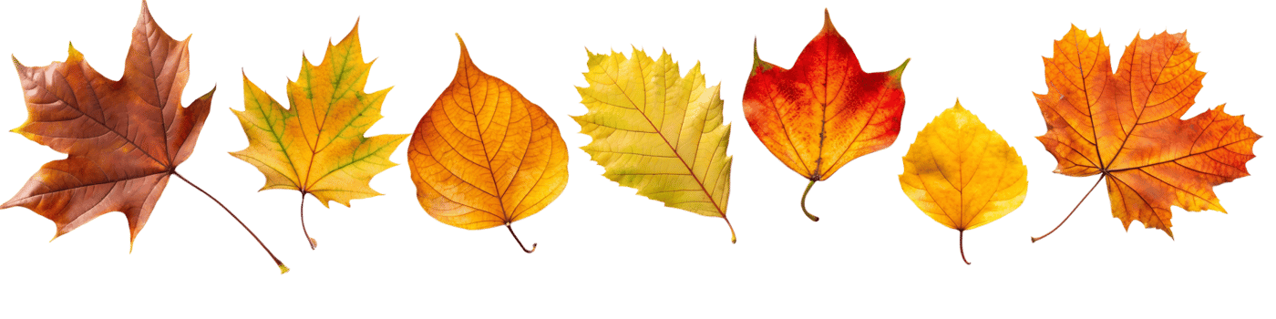 Border frame of fallen yellow and orange leaves isolated on a transparent background top view. Minimal autumn season concept. Flat layout. Set of autumn leaves cut , nature. Bright autumn leaves png