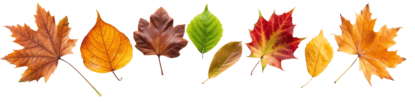 Border frame of fallen yellow and orange leaves isolated on a transparent background top view. Minimal autumn season concept. Flat layout. Set of autumn leaves cut , nature. Bright autumn leaves png