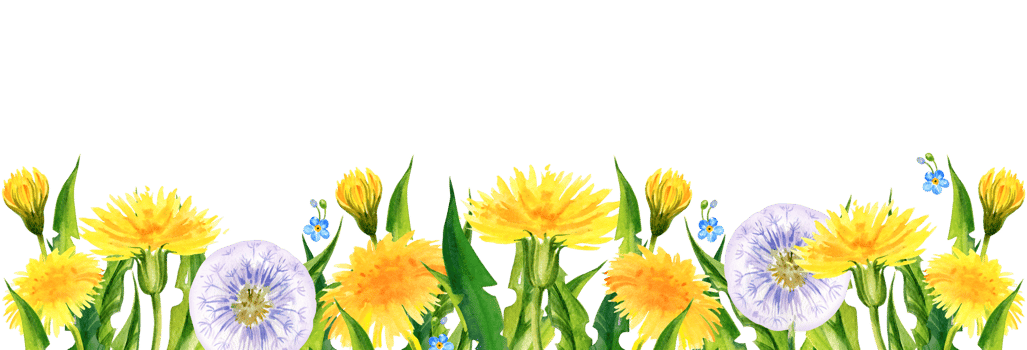 watercolor horizontal banner with summer field flowers, hand draw yellow dandelions and blow balls, leaves, herbs, butterfly png